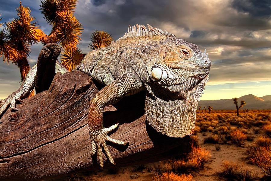 HEV Leserreise Naturwunder Galapagos - eine exklusive Kreuzfahrt auf den Spuren von Charles Darwin